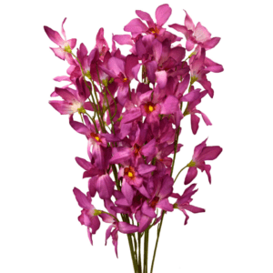 Orquidea morada