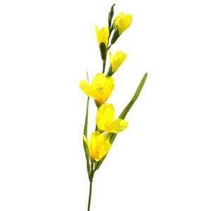 Gladiolo amarillo