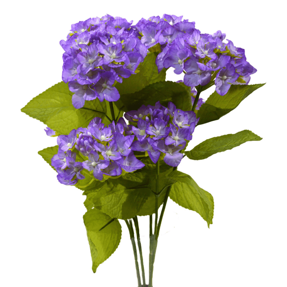 Hortensia púrpura doble