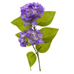 Hortensia púrpura doble