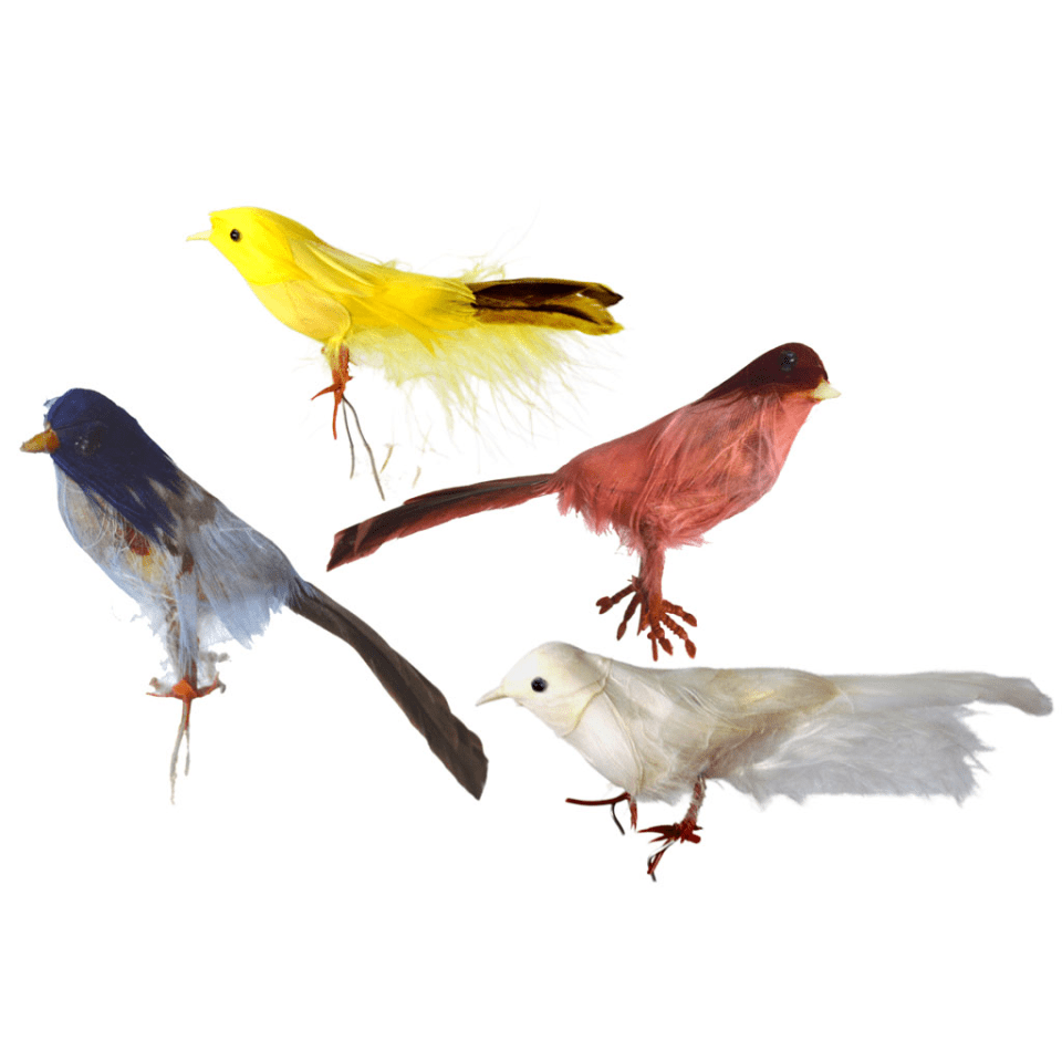 Pájaro de plumas colores surtidos