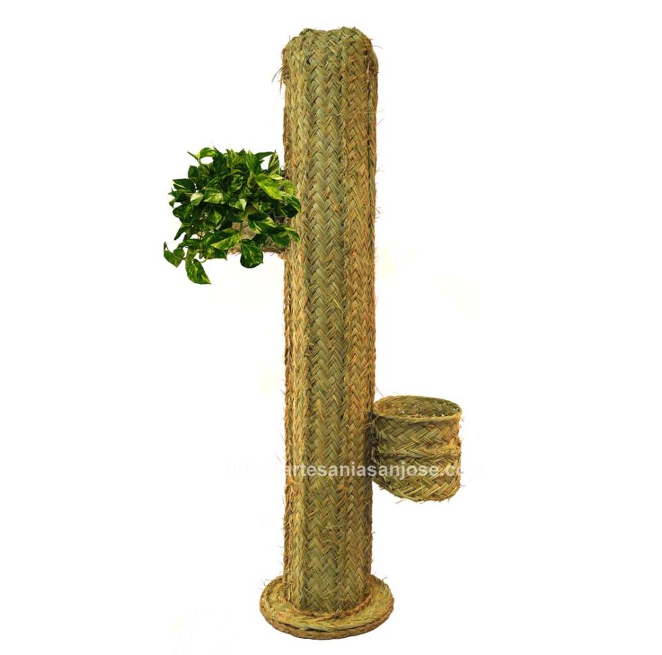 Cactus esparto con maceteros