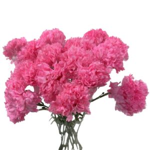 Clavel rosa