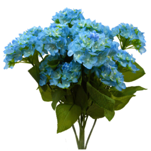 Hortensia azul doble