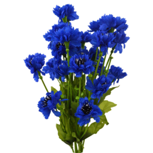 Aciano azul