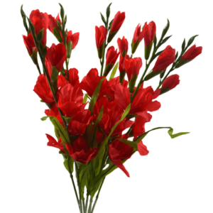 Gladiolo rojo