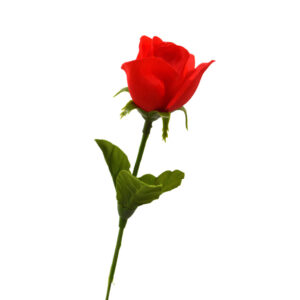 Rosa roja