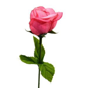 Rosa rosa