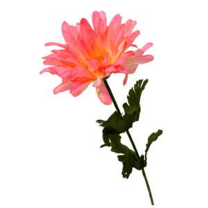 Gerbera rosa