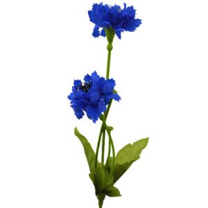 Aciano azul