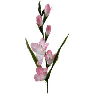 Gladiolo rosa