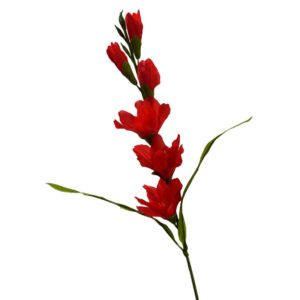 Gladiolo rojo