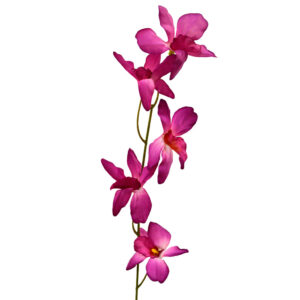 Orquidea morada