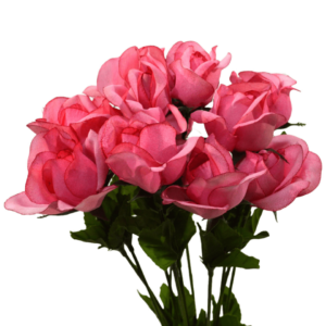 Rosa rosa